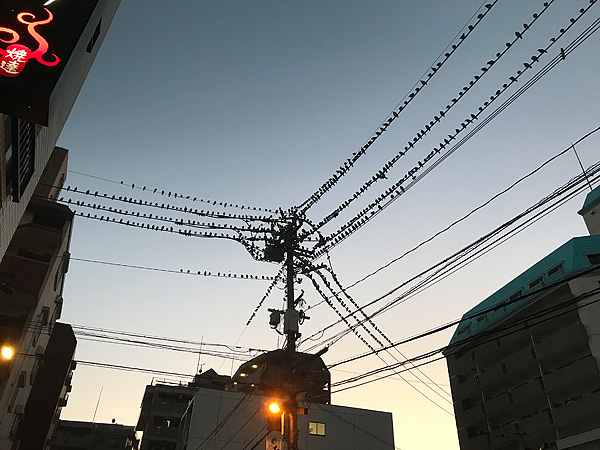 電線に止まる鳥