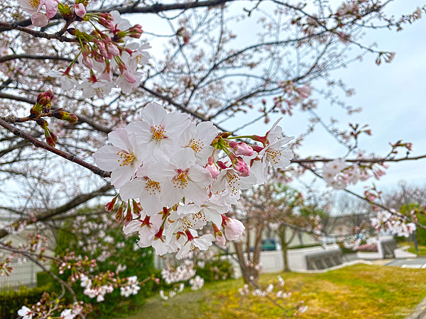 桜開花